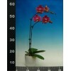 Phalaenopsis K68502