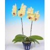 Phalaenopsis K41731