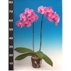 Phalaenopsis K42305