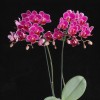 Orchid SPM354