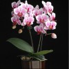 Orchid SPM277