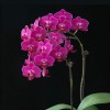 Orchid SPM297