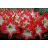 Elite Pink (Hippeastrum hybridum Hort, Amaryllis) Amaryllis TSS No.3