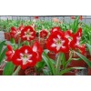 Cardinal Hot (Hippeastrum hybridum Hort, Amaryllis) Amaryllis TSS No.4