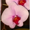 Pink orchid