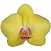 Phalaenopsis