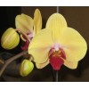 Phalaenopsis