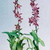 Oncidium