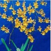 Oncidium