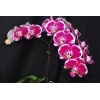 Orchid DF 1005