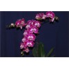 Orchid DF 376