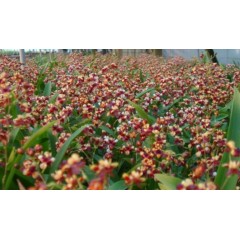 Onc.Chian-Tzy Chiou-Pin ‘Chian-Tzy Hanabi’. / 2