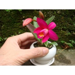 Lc.Chian-Tzy Guiding ‘CT-Chiou Hsian’. / 2