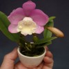 Cattlianthe Chian-Tzy Angel Land ‘CT-Mesha’.