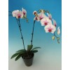 Phalaenopsis