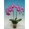 Phalaenopsis