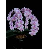 Phalaenopsis