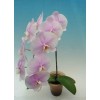 Phalaenopsis