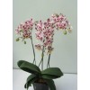 Phalaenopsis