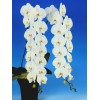 Phalaenopsis