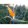 Strelitzia Reginae