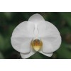 Phalaenopsis Cut Flower White