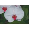 Phalaenopsis Cut Flower White w/ Red Lip