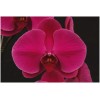 Phalaenopsis Cut Flower Red Sun (Exclusive Variety)