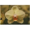 Phalaenopsis Cut Flower Yellow