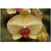 Phalaenopsis Cut Flower Yellow w/ Red Lip