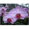 Phalaenopsis Cut Flower White w/ Stripes