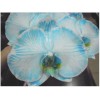 Phalaenopsis Cut Flower Dyed