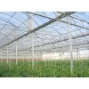 Greenhouse of vegetable