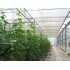 Greenhouse of vegetable