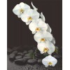 Phalaenopsis orchid