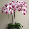 Phalaenopsis