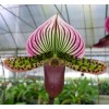 Paphiopedilum Orchid