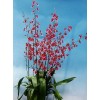 Oncidium