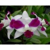 Cattleya orchid