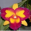 Cattleya orchid