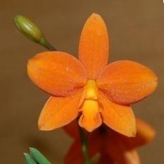 Sfdra. Orange Stardust 