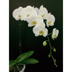 Phalaenopsis / 1
