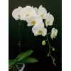 Phalaenopsis