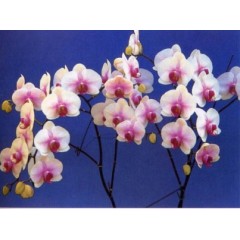 Phalaenopsis / 1