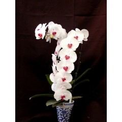 Phalaenopsis / 1