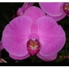 Phalaenopsis ABBC101
