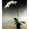 Phalaenopsis