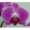 Phalaenopsis