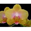 Phalaenopsis