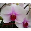 Orchid